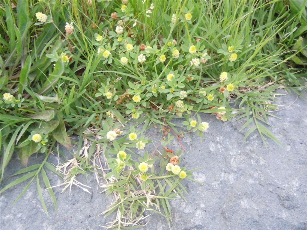 Trifolium campestre / Trifoglio campestre